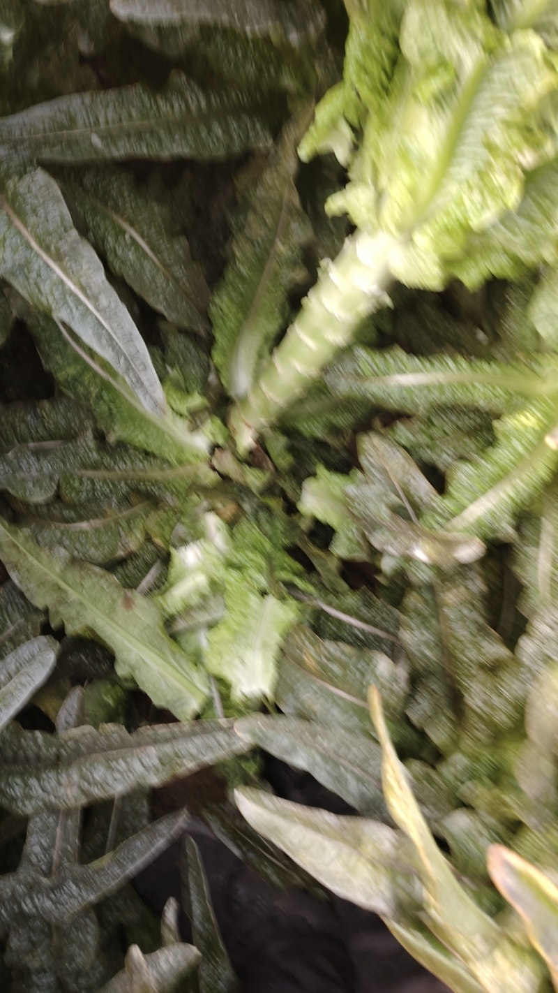 红叶尖莴苣大量上市