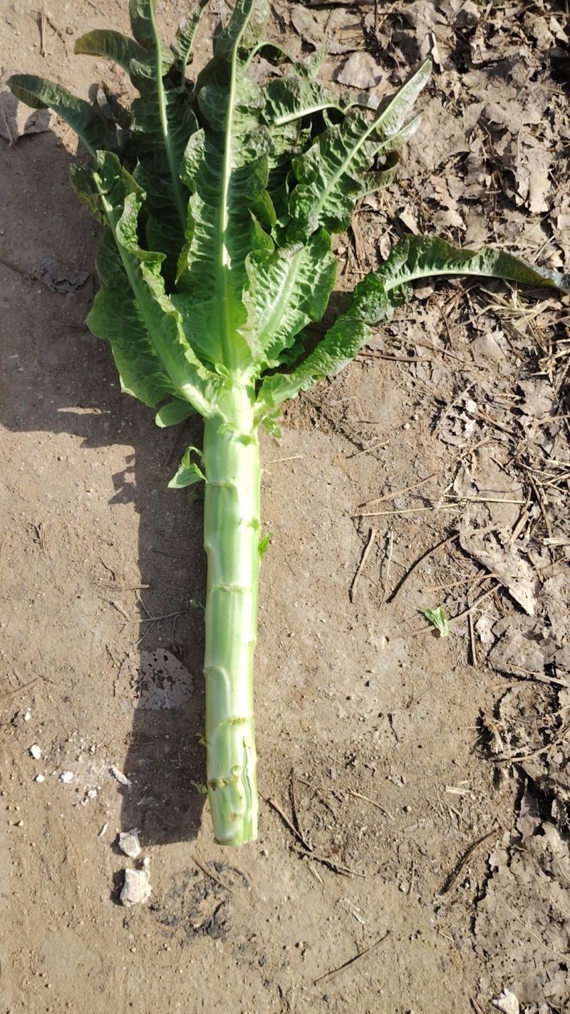 红叶尖莴苣大量上市
