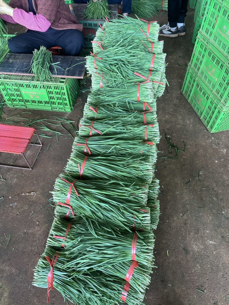 徐闻大叶韭菜品质保证专业对接市场，工厂产地现割现发