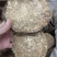 大黄货品均实物拍摄规格有货有需要放心下单