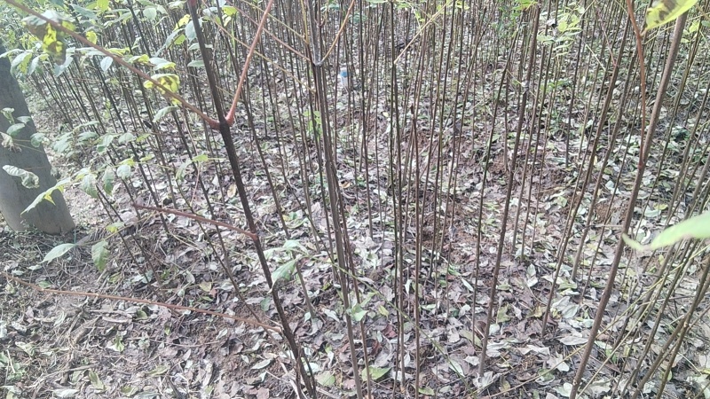 厚皮大叶川黄柏苗，根系发达，长势快，冬春可栽，