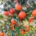 东方红桔上市了