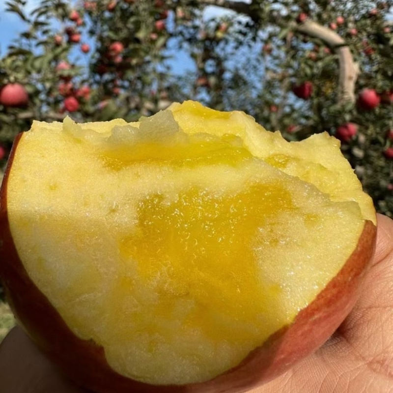 阿克苏冰糖心苹果一件代发