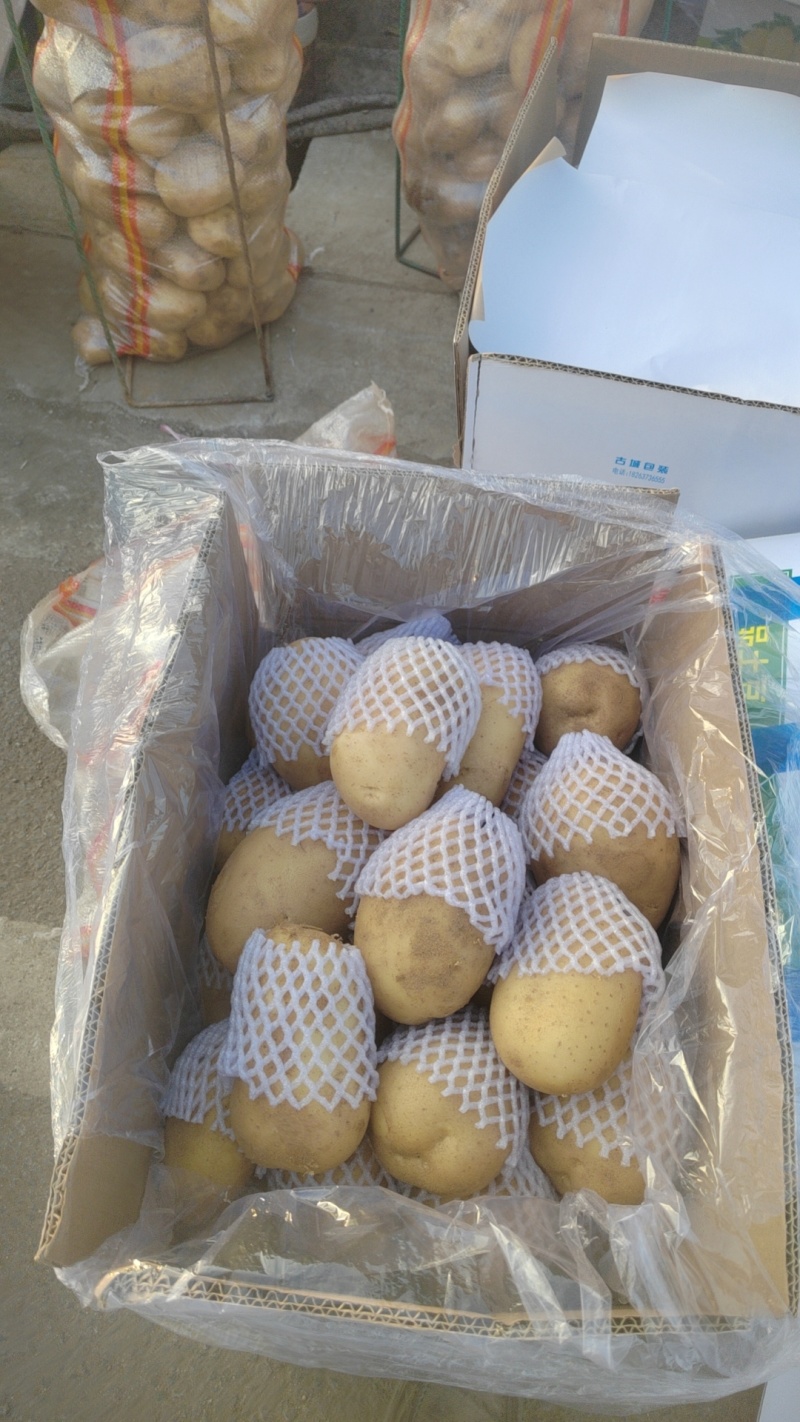 大量供应山东大棚土豆，黄皮黄心，支持各种包装