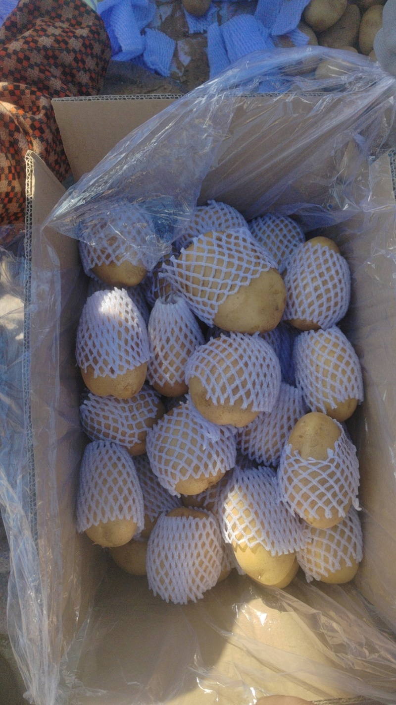 大量供应山东大棚土豆，黄皮黄心，支持各种包装