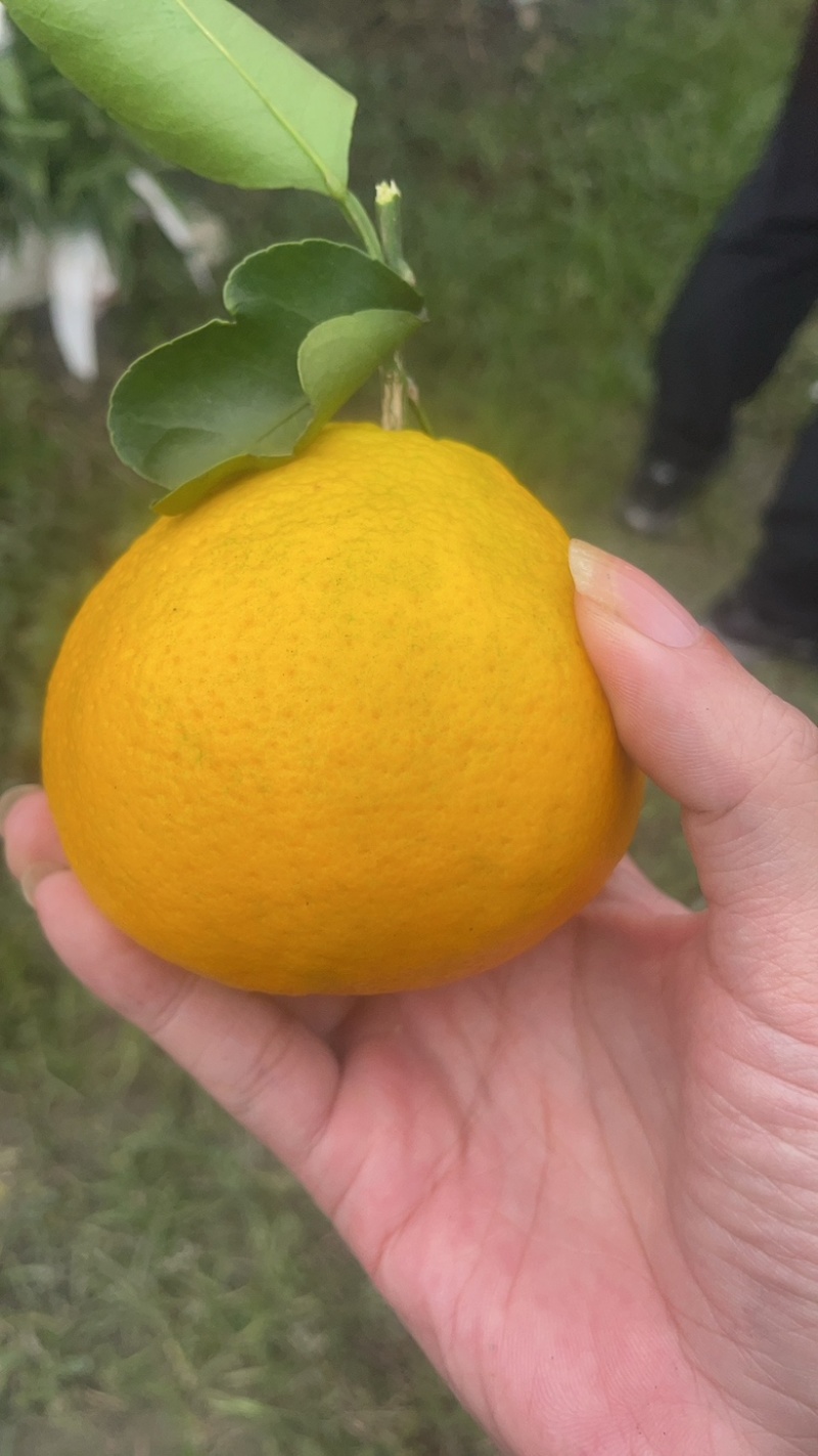 耙耙柑大量上市量大的老板看过来