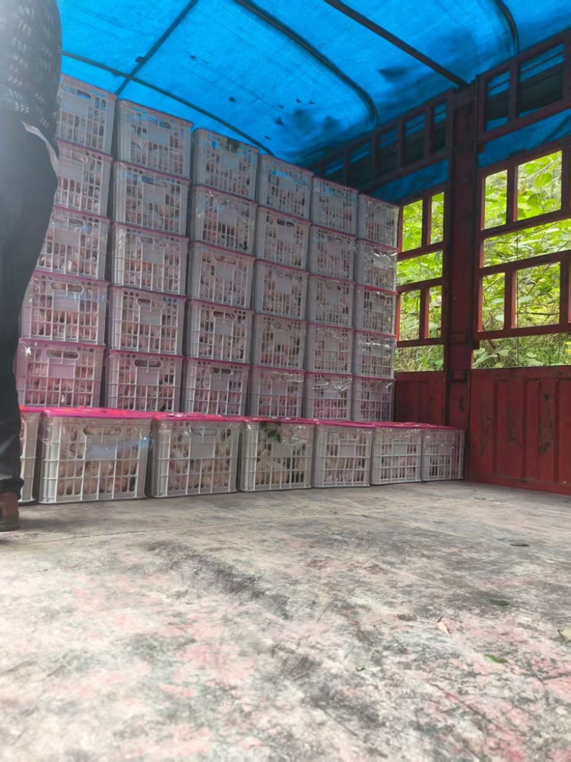耙耙柑大量上市量大的老板看过来