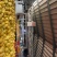 福建平和琯溪红心柚