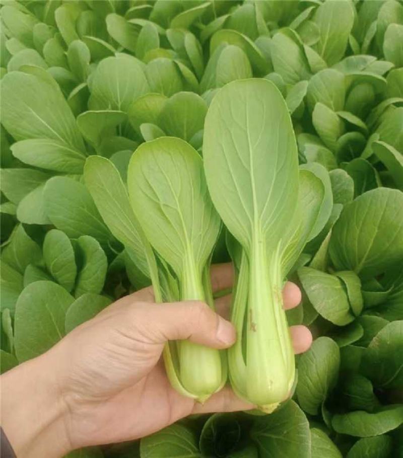江苏精品上海青小青菜小油菜货源充足实力代发全国电商