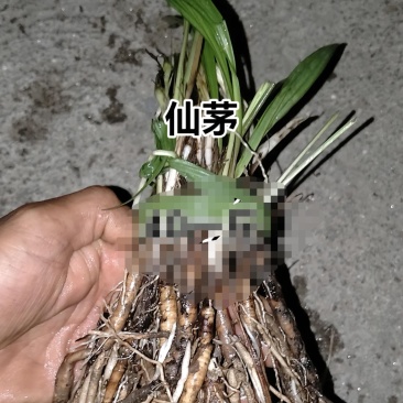 野生仙茅，小叶
