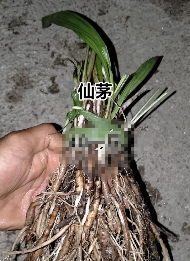 野生仙茅，小叶
