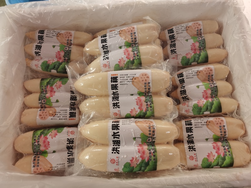 真实价格，水果藕，洪湖莲藕，用于清炒和刺生制作。