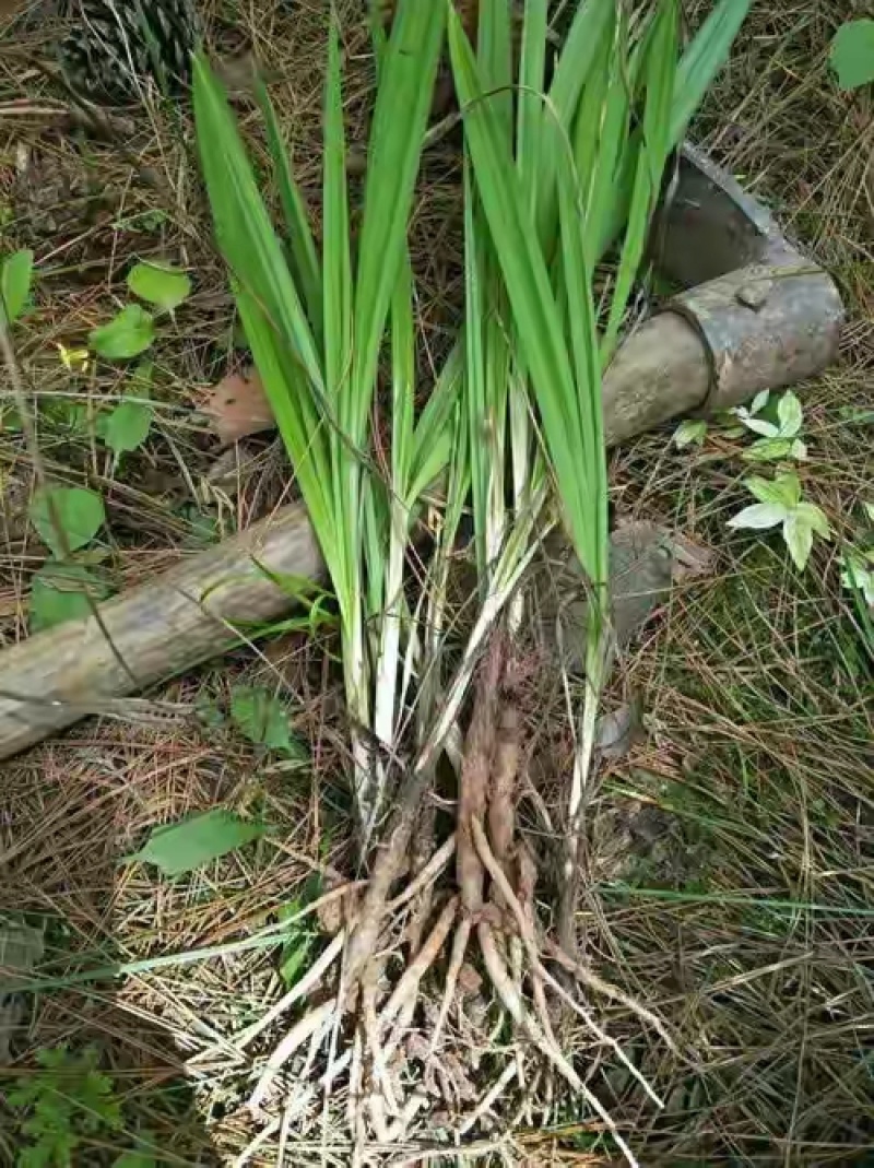 野生仙茅，小叶
