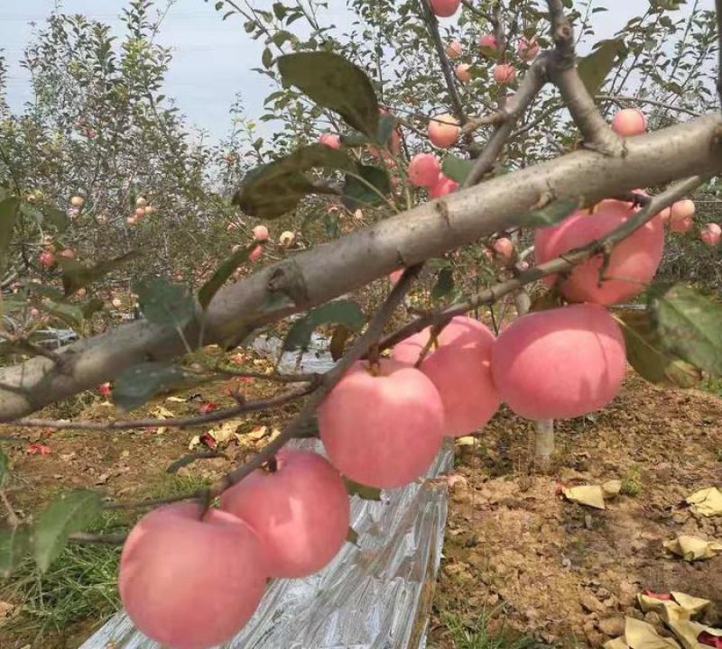 山东红富士苹果