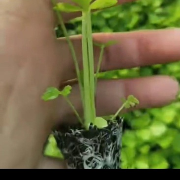 法国皇后西芹苗