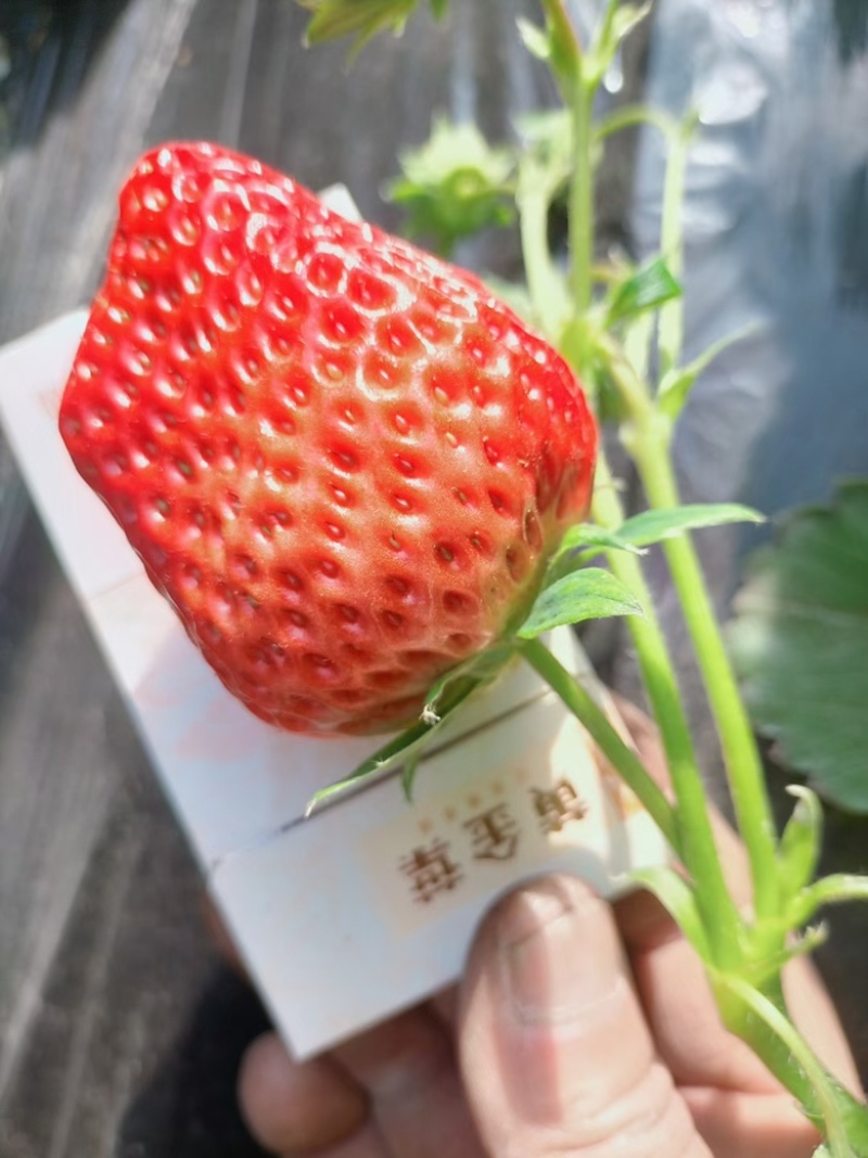 优质红颜草莓批发采摘价格面议，只售北京小贩，大棚在大兴