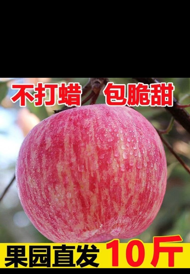 【现摘】2025年红富士苹果正宗新鲜水果当季水果爆甜整箱