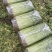 江苏精品芹菜,小香芹一手货源量大从优代发全国商超