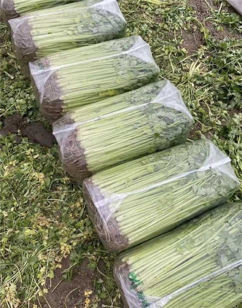 江苏精品芹菜，小香芹一手货源量大从优代发全国商超