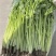 江苏精品芹菜,小香芹一手货源量大从优代发全国商超