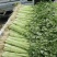 江苏精品芹菜,小香芹一手货源量大从优代发全国商超