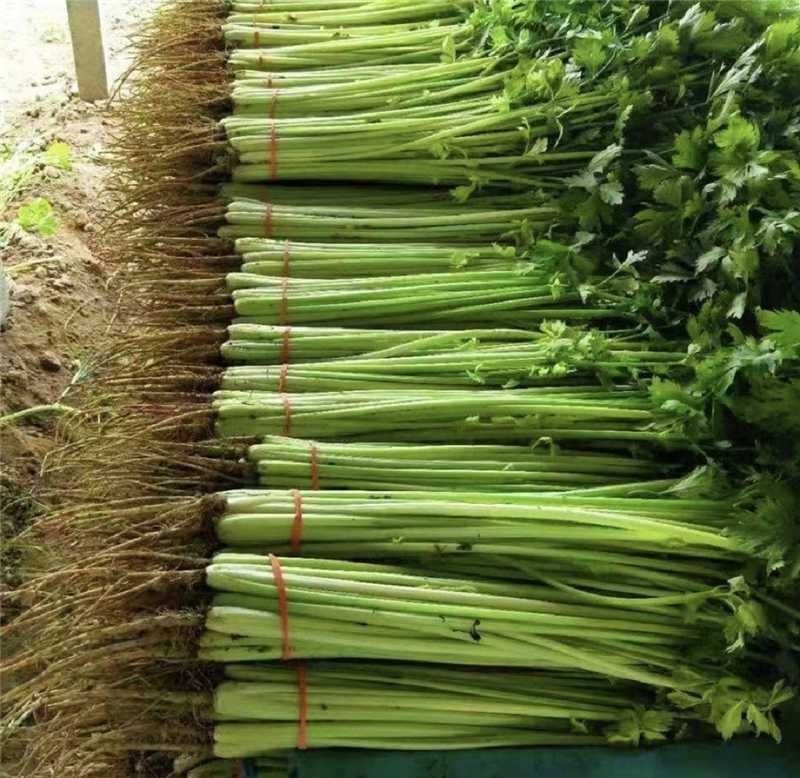 江苏精品芹菜，小香芹一手货源量大从优代发全国商超