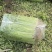 江苏精品芹菜,小香芹一手货源量大从优代发全国商超