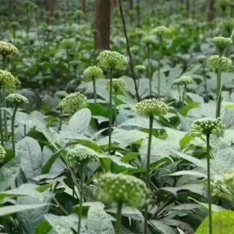 三七花正宗云南三七花批发零售货真价实头茬新花