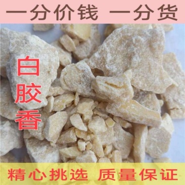 白胶香中药材冷背中药材大全批发零售货真价实