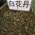 白花丹冷背中药材大全批发零售货真价实假一赔十