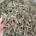 白花丹冷背中药材大全批发零售货真价实假一赔十