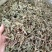 白花丹冷背中药材大全批发零售货真价实假一赔十
