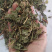 白花丹冷背中药材大全批发零售货真价实假一赔十