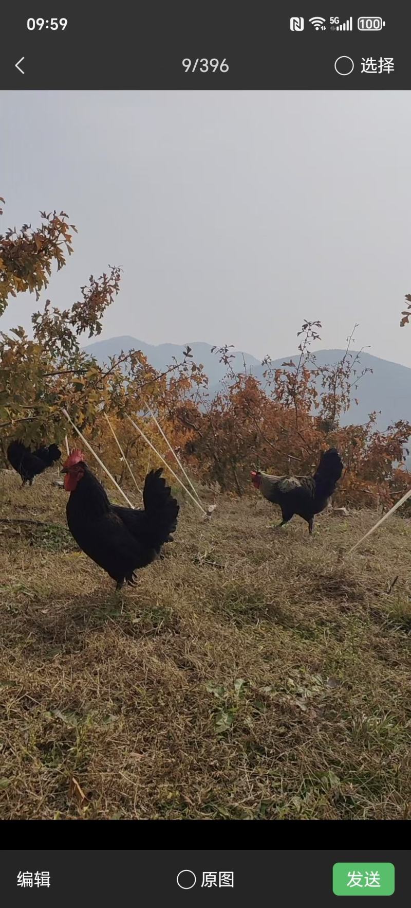 山地果园自养跑山鸡一年笨鸡，二年以上，三年以上，肉质紧实