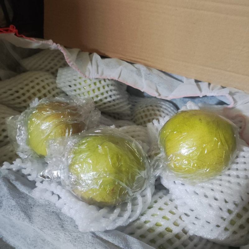 隰县玉露香梨