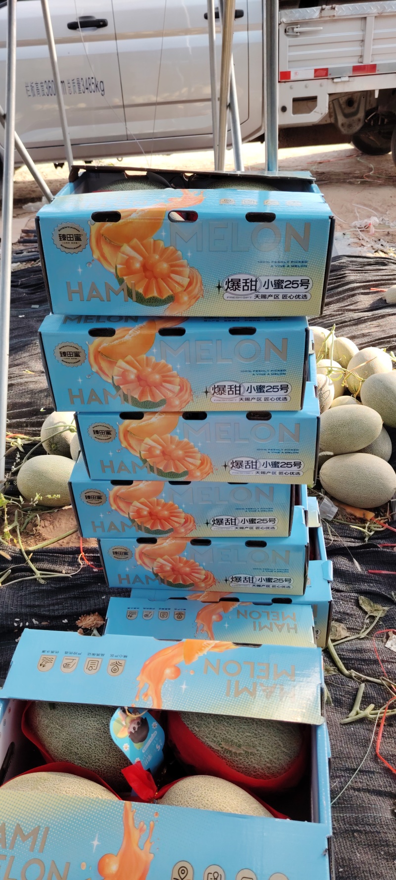 哈密瓜海南小蜜二十五号特级果