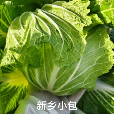 白菜