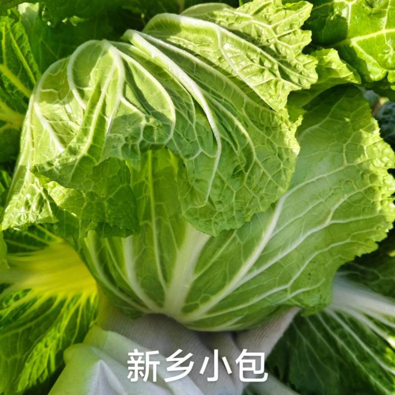 白菜