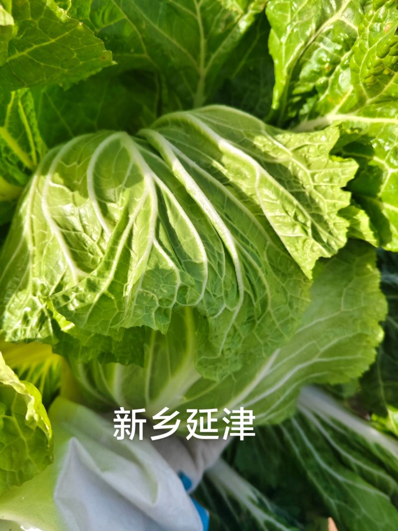 白菜