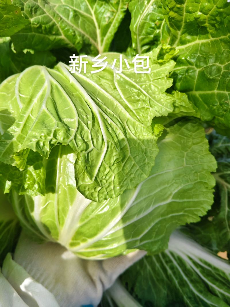 白菜