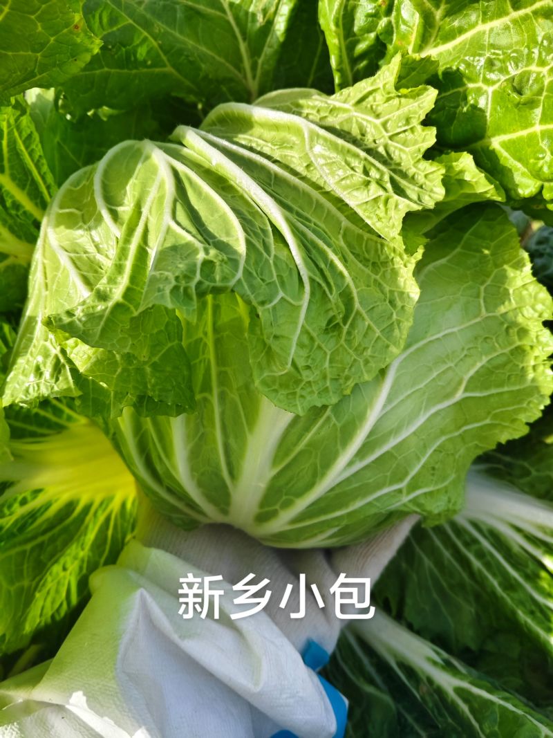 白菜