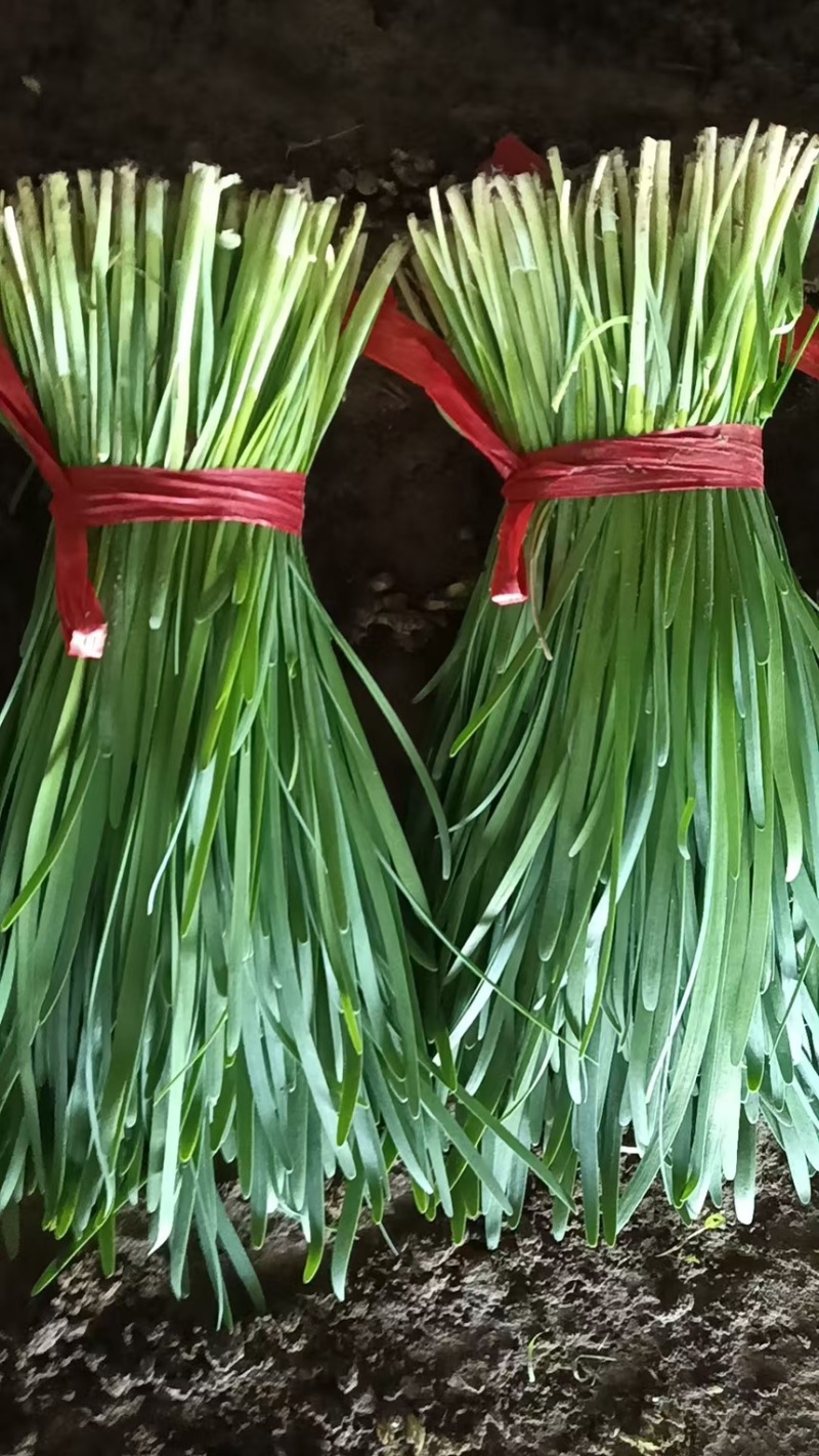 精品辽宁头刀韭菜38至40公分产地直发一手货源