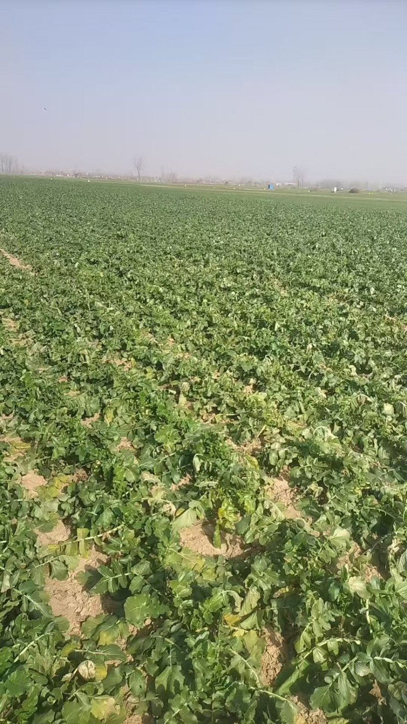 精品杂交青萝卜产地直发一手货源质量保证全国发货