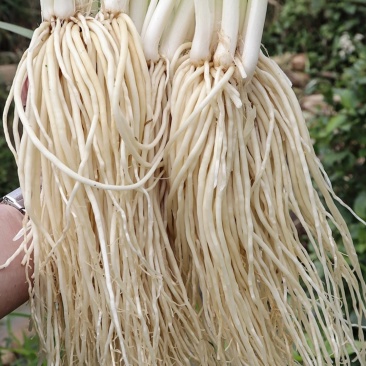 云南撇菜根