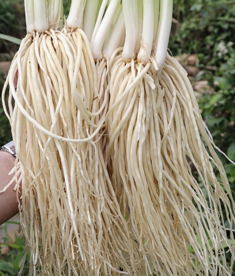 云南撇菜根