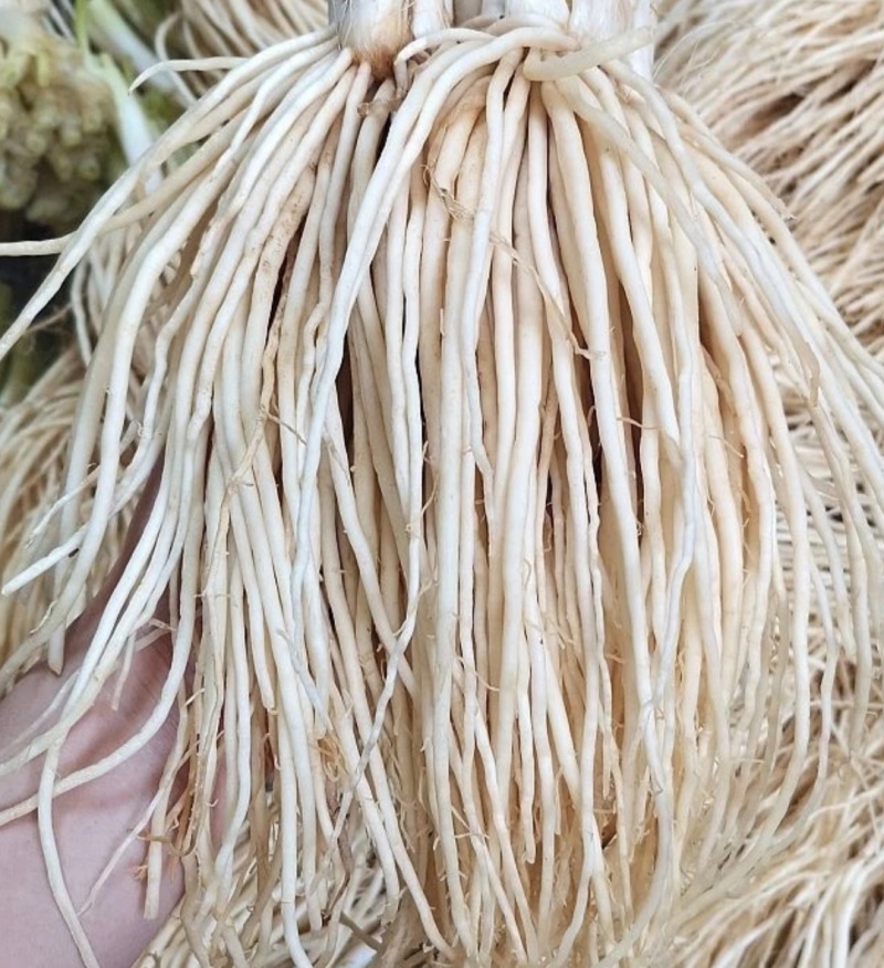 云南撇菜根