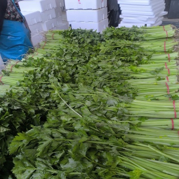 精品香芹还得看山东山东康禾芹菜必出精品