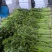 精品香芹还得看山东山东康禾芹菜必出精品