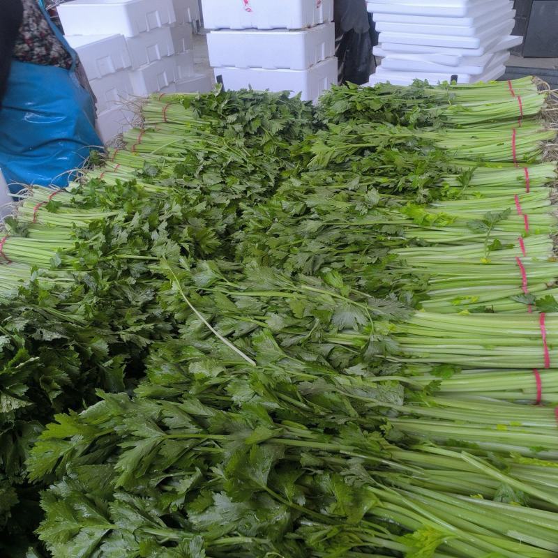精品香芹还得看山东山东康禾芹菜必出精品