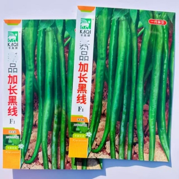 卡其加长黑线辣椒种子中早熟抗病抗逆性强辣度强线椒种子